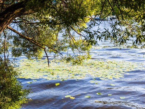willow over flowering water lilies in river water