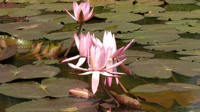 Close-up shot of vibrant pink lotus water lily blooming above green lily pads in sunny pond water