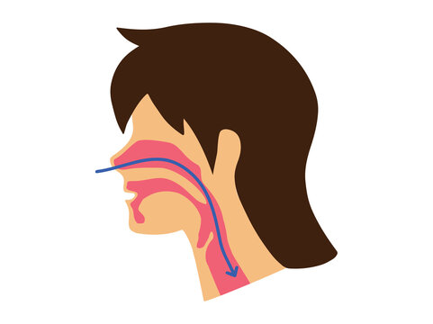 Normal Breathing or Airway during Sleep