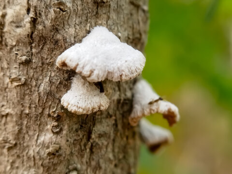A colony of small, grayish-white wood fungi with wavy, finely hairy edges, appearing to grow attached to a tree trunk.
