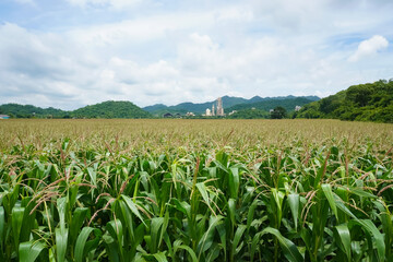Fototapeta premium A cornfield stretching toward green hills with industrial silos under a partly cloudy sky, showing the blend of agriculture and industry in a rural landscape. 