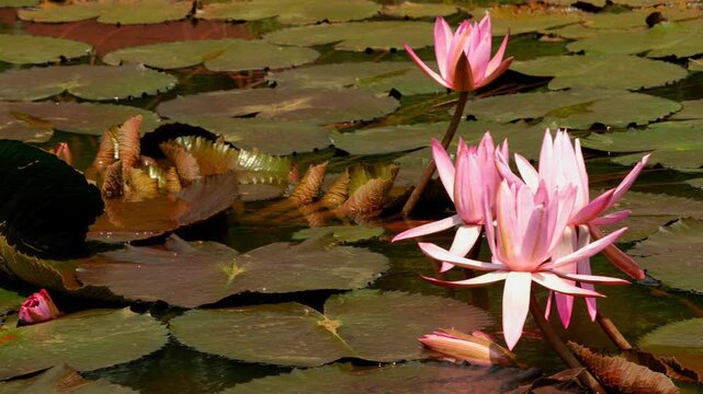 Beautiful pink water lilies blooming in pond with green lily pads during daytime