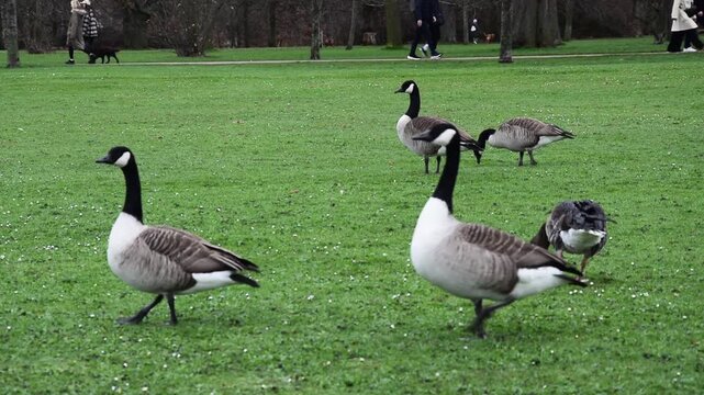 Medium wide shot of various Canadian Geese walking across grass on a bright winter day with people walking past in the background