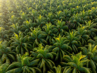 Obraz premium Top view of coconut trees field in the sunrise