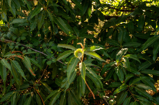Sweet chestnut burr growing on a tree branch in sunlight.