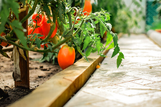 ripe tomatoes on garden bed in sunny greenhouse