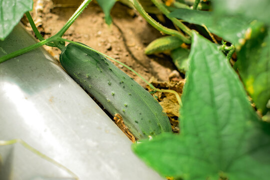fresh green cucumber growing on garden plant in natural daylight