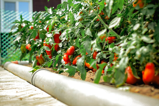 Ripe tomatoes growing in a lush garden bed during summer harvest
