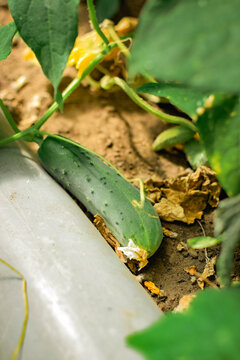 Fresh green cucumber growing on a garden bed with lush foliage
