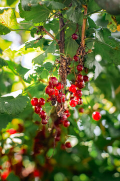 Ripe red currants growing in clusters on a garden bush in warm summer sunlight
