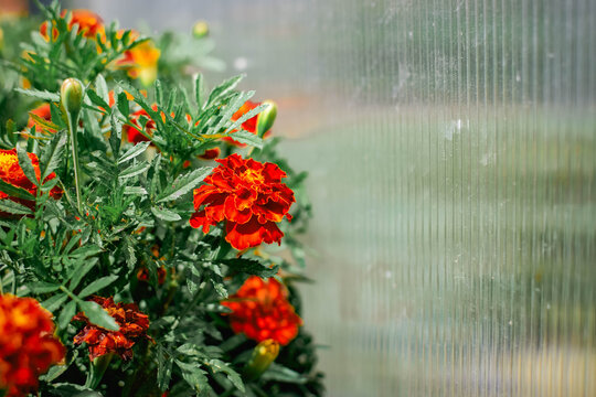 Bright orange marigold flowers growing beside a greenhouse wall in summer sunlight