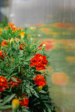 Bright orange marigold flowers blooming beside a greenhouse wall in summer