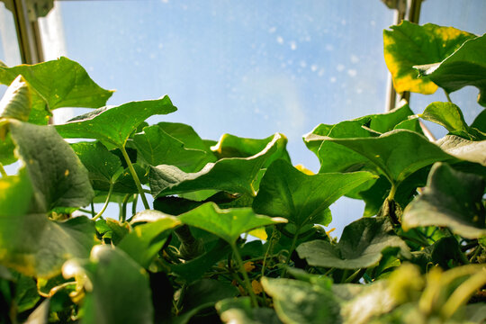Lush cucumber plants growing inside a greenhouse under bright summer sunlight