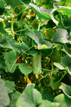 Large green cucumber ripening on a lush plant surrounded by leaves in a summer garden