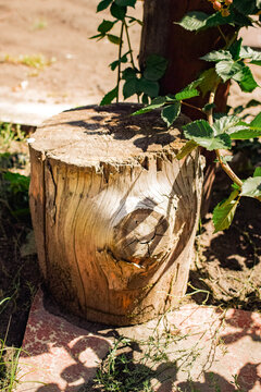 Old weathered tree stump used as a rustic garden seat surrounded by greenery