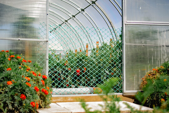 Modern greenhouse with tomato plants and bright marigolds in a sunny summer garden