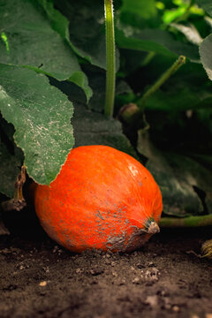 Ripe orange pumpkin growing on a garden bed among large green leaves