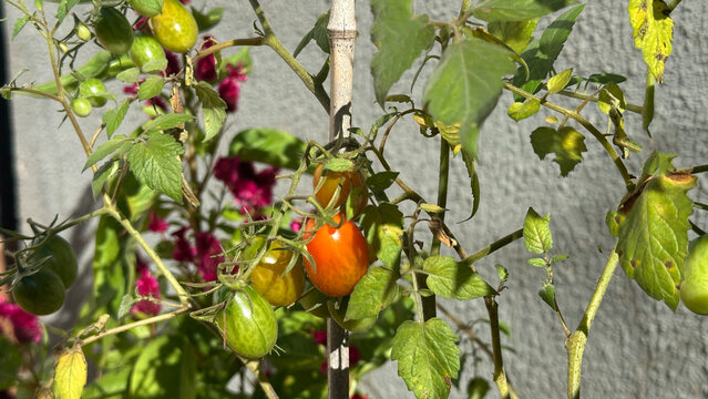 Cherry Tomatoes at Different Stages of Ripening in a Home Garden