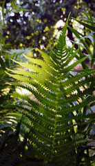 Closeup of green fern fronds with sunlight filtering through. Natural forest plant detail showing delicate leaf symmetry and vibrant outdoor foliage in botanical environment © Alena