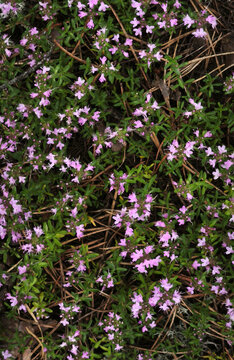 Wild groundcover plant with carpet of small light purple flowers and green foliage. Natural forest flora template for botanical design, spring bloom, and outdoor nature background
