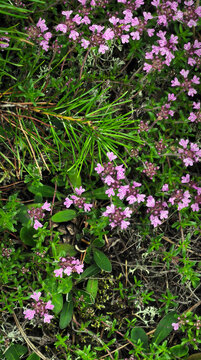 Wild groundcover plant with carpet of small light purple flowers and green foliage. Natural forest flora template for botanical design, spring bloom, and outdoor nature background