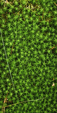 Dense carpet of green star‑shaped moss with pointed leaves. Natural forest ground texture closeup. Botanical detail highlighting geometry, growth pattern, and vibrant outdoor environment