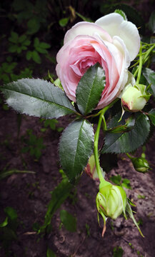 Blooming Pierre de Ronsard rose with soft pink petals fading to white edges. Elegant garden flower with glossy green leaves and rosebuds. Romantic botanical closeup for floral design