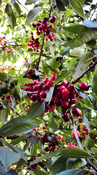 Abundant harvest of ripe red cherries on tree branches with green foliage. Sunlit summer orchard scene highlighting vibrant fruit and natural freshness