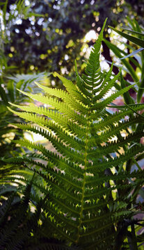 Closeup of green fern fronds with sunlight filtering through. Natural forest plant detail showing delicate leaf symmetry and vibrant outdoor foliage in botanical environment