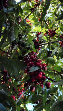 Abundant harvest of ripe red cherries on tree branches with green foliage. Sunlit summer orchard scene highlighting vibrant fruit and natural freshness