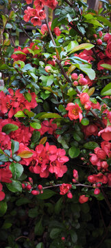 Blooming quince branches with clusters of vivid red‑pink flowers and yellow centers among glossy green leaves. Vibrant spring scene highlighting ornamental beauty and seasonal charm