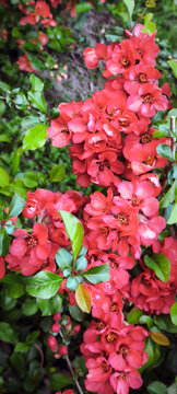 Blooming quince branches with clusters of vivid red‑pink flowers and yellow centers among glossy green leaves. Vibrant spring scene highlighting ornamental beauty and seasonal charm