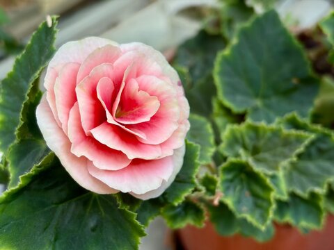 close-up beautiful pink flowers of Elatior begonias