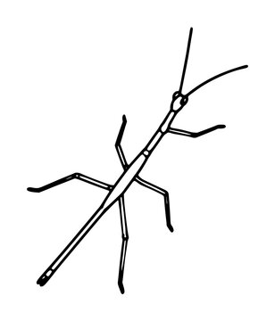 Minimalist stick insect vector icon featuring a detailed line art illustration of a walking stick bug with long legs and antennae, perfect for nature-themed graphic design and educational projects.