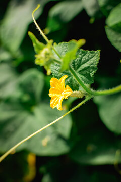 Cucumber flower with a tiny developing fruit on a garden plant