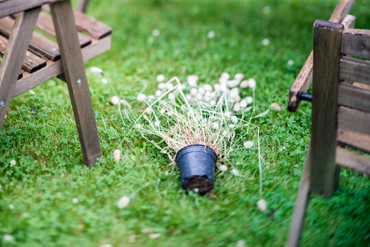 flowers fallen on the ground