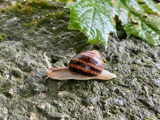 Big snail in shell crawling on road. © Kateryna