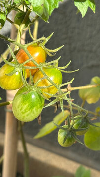 Cherry Tomatoes at Different Stages of Ripening in a Home Garden