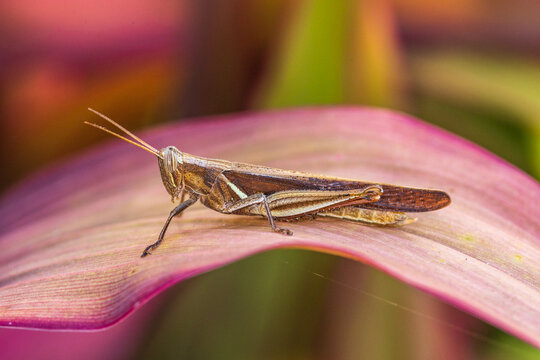 The brown grasshopper on the leafs.