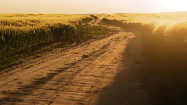 Dirt road through a field no visible action static scene, in field with tall grass and dirt road, with dirt road, tall grass, from a ground-level perspective looking down the road perspective.