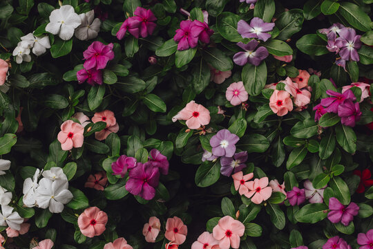 Impatiens Flowers and Foliage Overhead Full Frame Background