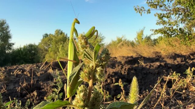 A mantis insect on the plant.