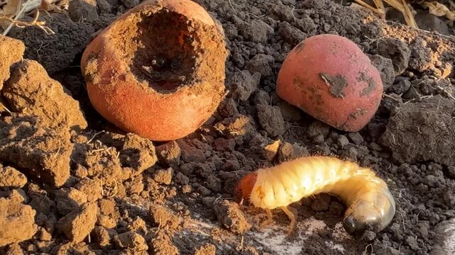 Potatoes eaten by pests May beetle larva (soil pest).