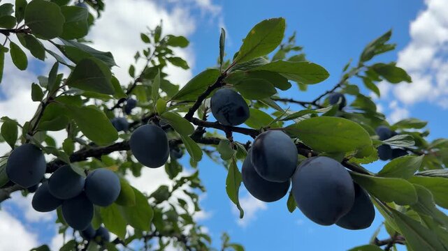 Ripe plums fruits on a tree. 