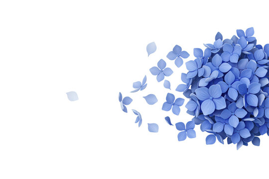 Blue hydrangea flower head with scattered petals floating on a white background, isolated on a, transparent background
