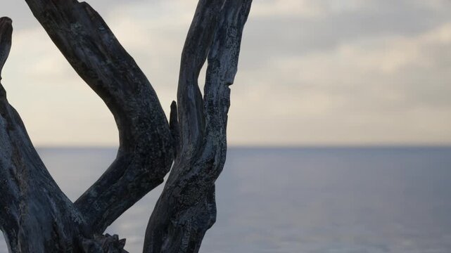A tree branch reaches out toward the water as the sun sets in the background. The view shows a mixture of sky and sea colors during dusk. The horizon seems distant and still.