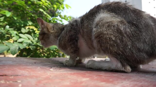 a skinny striped domestic cat in a crouching position due to a hairball, staring intently ahead as if stalking prey against a backdrop of green bushes under bright sunlight.