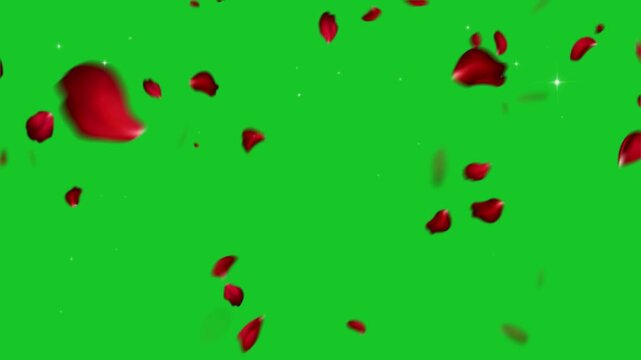 Falling red rose petals green screen motion graphics