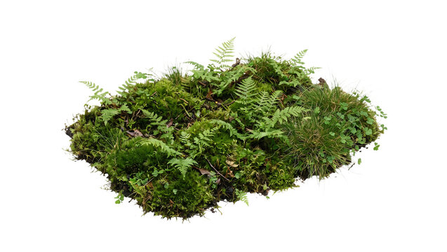 Lush mossy patch with small green ferns and clover tufts isolated on transparent background