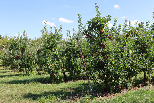 Apfelplantage im Sp&auml;tsommer vor der Ernte